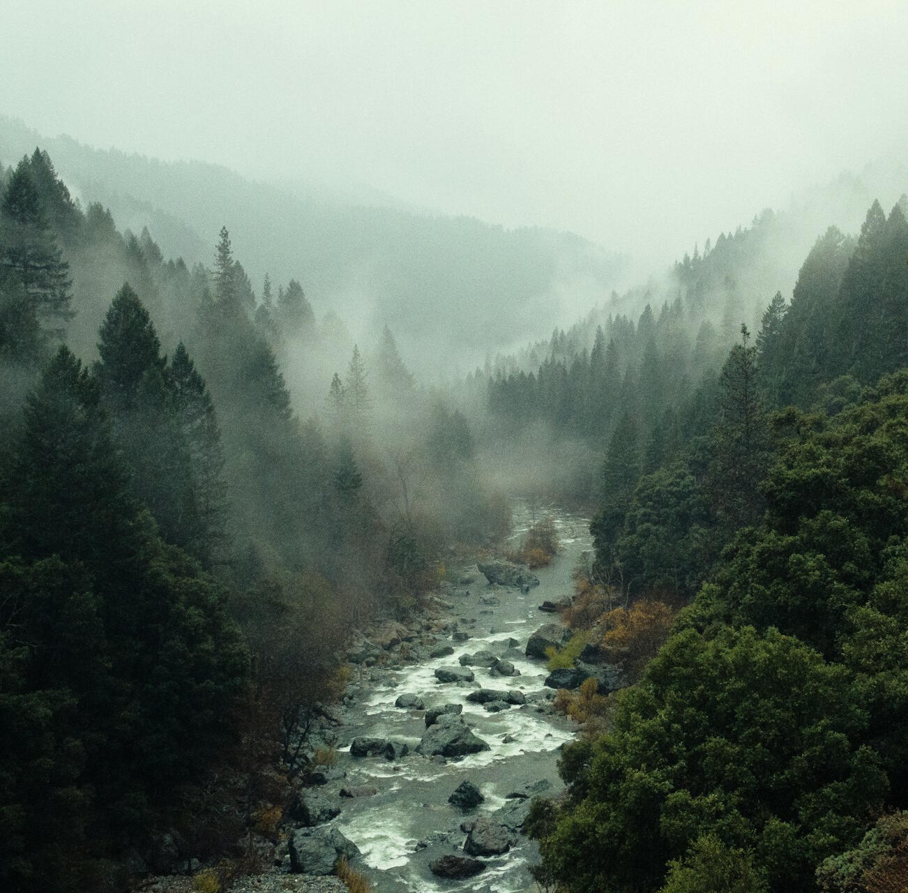Forest Photo of foggy forest with river by Pine Watt on Unsplash