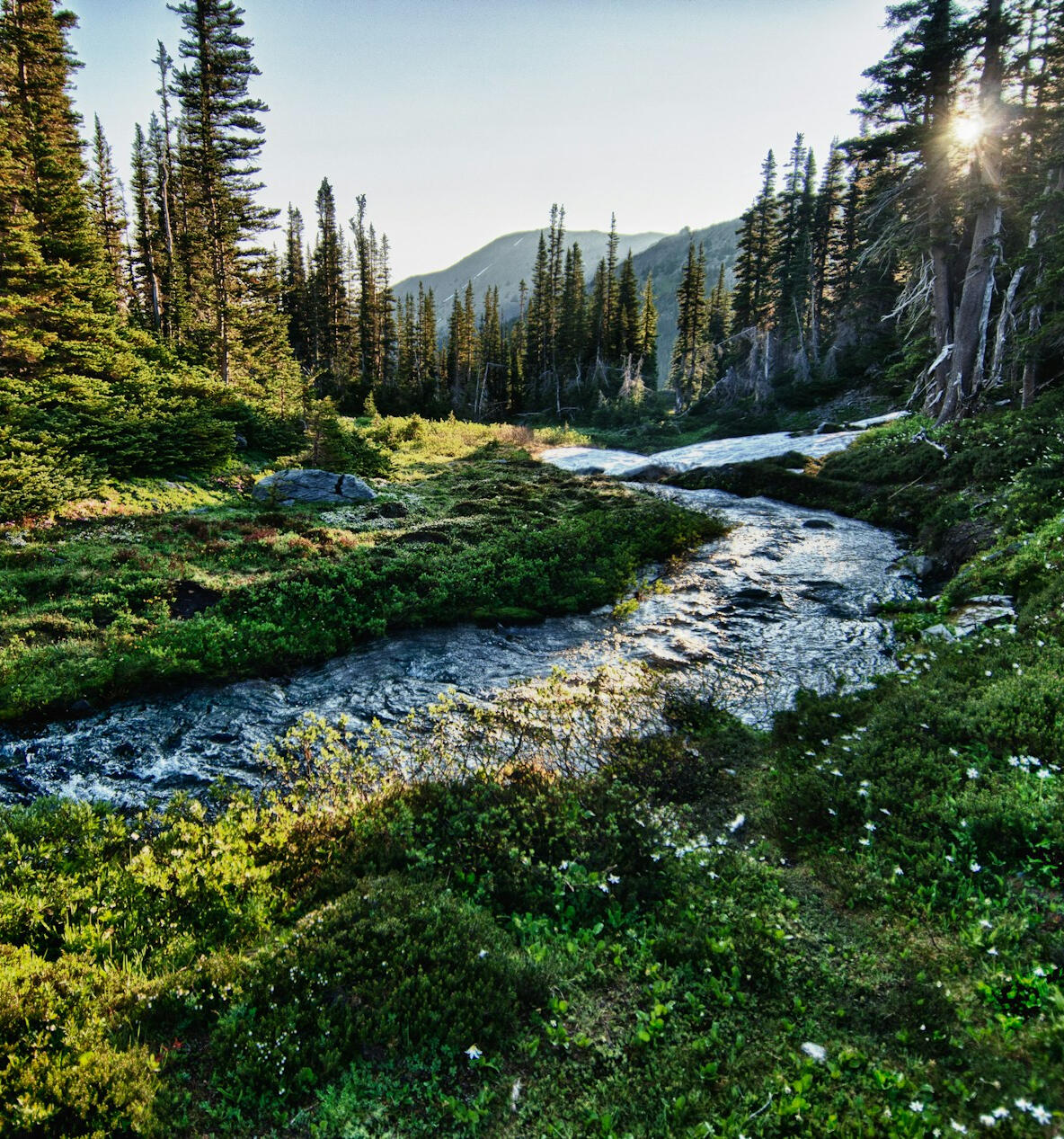Environment Photo of forest with river by Jachan DeVol on Unsplash